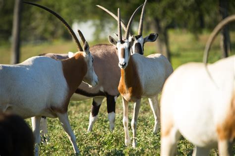 Scimitar Oryx For Sale - Cold Creek Ranch Texas