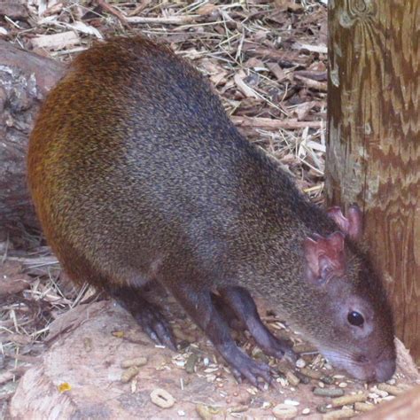Agouti