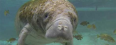 Sad News For Manatee Stranded On NC Beach | PBS North Carolina