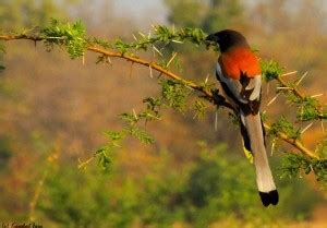 Birds Of Tadoba