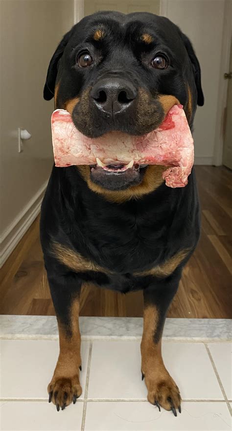 Great for their Teeth! : r/Rottweiler