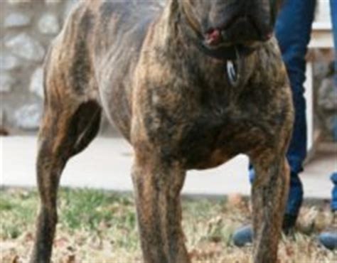 American Bandogge Mastiff ( Bulldog Mastiff Cross) Info, Temperament, Puppies, Pictures