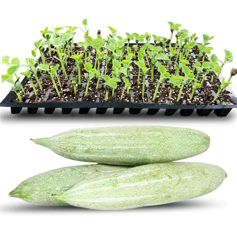 Snake Gourd Seedlings Buy Online At Best Price Buy N Farm