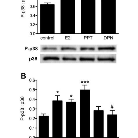 Phosphorylation Of P Map Kinase In Cultured Adult Rat Drg Neurons