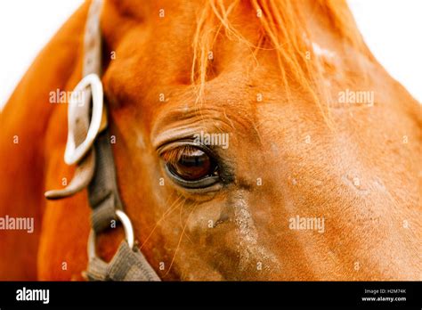 Racehorse Portrait On The Farm Stock Photo Alamy