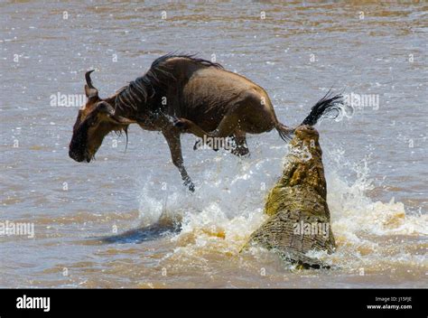 Crocodile Attack Wildebeest In The Mara River Great Migration Kenya