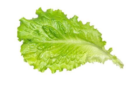 Premium Photo Fresh Green Lettuce Leaves