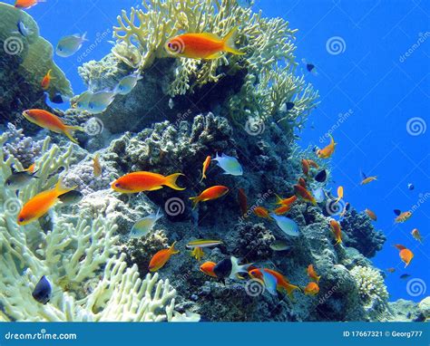 Red fish in Red sea stock image. Image of squamipinnis - 17667321