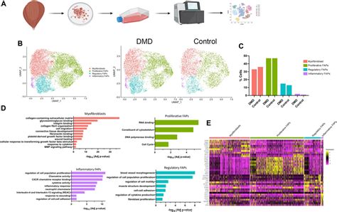 Frontiers Single Cell Rna Sequencing Of Human Faps Reveals Different