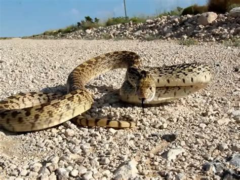 Sonoran Gopher Snake: Care Guide & Species Profile - Everything Reptiles