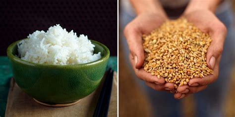 Wheat Vs. Rice | Which is Better Wheat Vs. Rice?