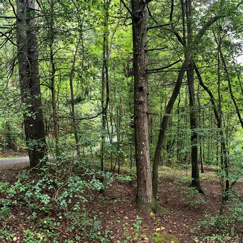 Lake Rabun Beach Recreation Area Camping Lakemont Ga