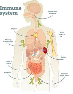 10 SIMPTOME CARE NE ARATA CA SISTEMUL IMUNITAR NU FUNCTIONEAZA BINE