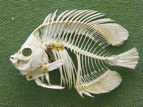 Fish Skeleton Diagram