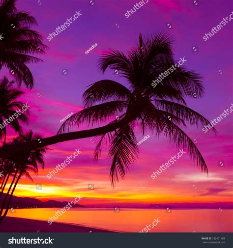 Palm Tree Silhouette Sunset On Tropical Stock Photo 182401193