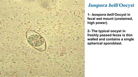 Parasitology Intestinal Protozoa Ppt