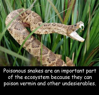 I'm Aware of So Much Stuff: Beware of poisonous snakes