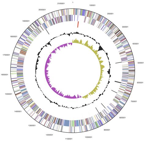 Graphical Circular Map Of The Chromosome From Outside To The Center