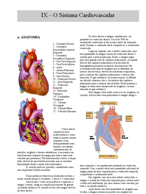 Sistema Cardiovascular Pdf - Anatomia - Apostila - Sistema Cardiovascular | PDF | Veia | Coração