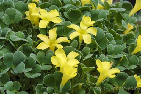 Oxalis Melanostricta Photo At Pictures Of Plants Stock Image Library