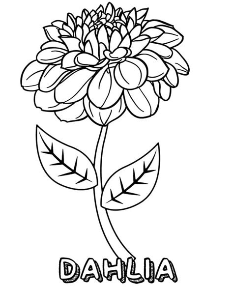 Dibujo De Flor De Dalia Para Colorear Porn Sex Picture