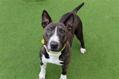 Rehoming Dogs Trust In 2022 Dogs Trust Dogs English Bull Terriers