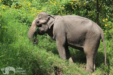 Chiang Mai Elephant Sanctuary| Karen Elephant Home | Eco-Friendly Tour