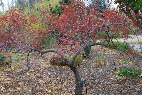 Western Sand Cherry