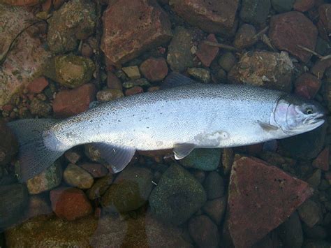 Steelhead Trout Biology and Lifecycle - Salmon Fishing Now