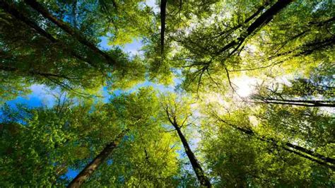 Giornata internazionale delle foreste ecco le più belle d Italia