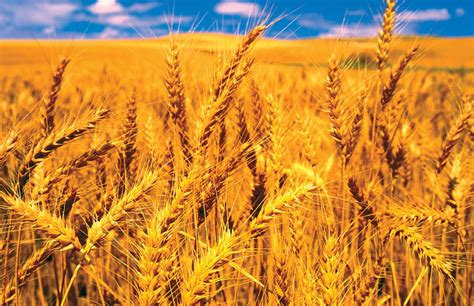 Centre Imposes Wheat Stock Limits For The First Time In Years