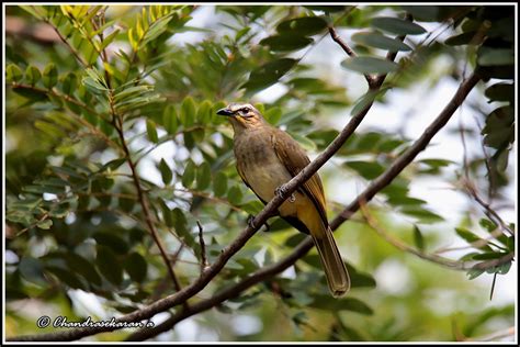 8369 Whitebrowed Bulbul Chandrasekaran Arumugam Flickr