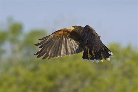 Harriss Hawk Parabuteo Unicinctus Photograph By James Zipp Pixels