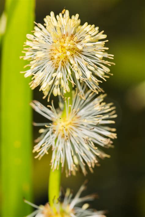 European Bur Reed Sparganium Emersum Testing The New Dif Flickr