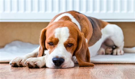 Licg Nl Pijn Herkennen Bij Honden