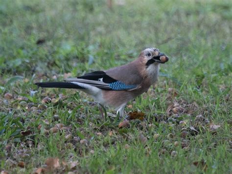 Geai Des Chênes Garrulus Glandarius