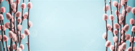 Spring Time Background With Pastel Pink Pussy Blooming Of Willow Twigs Photo And Picture For