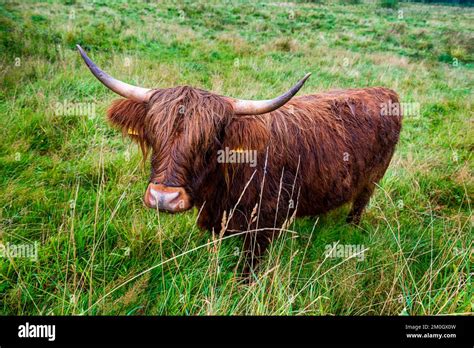 Ancient Cattle Breed In The Unesco World Heritage Site Hedeby Haithabu