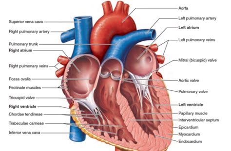 Cardiovascular System Flashcards Quizlet