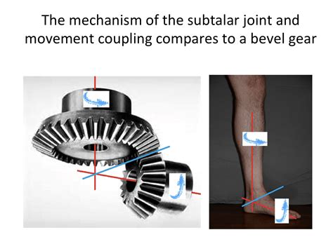 Aspects of the Gait Cycle: Part 2 - Hersco Edu Center