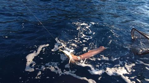 Vaya Calamares Salimos A Pescar Al Vivo Con Cebos Grandes Y Acabamos