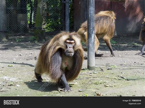 Gelada Baboon ( Image & Photo (Free Trial) | Bigstock