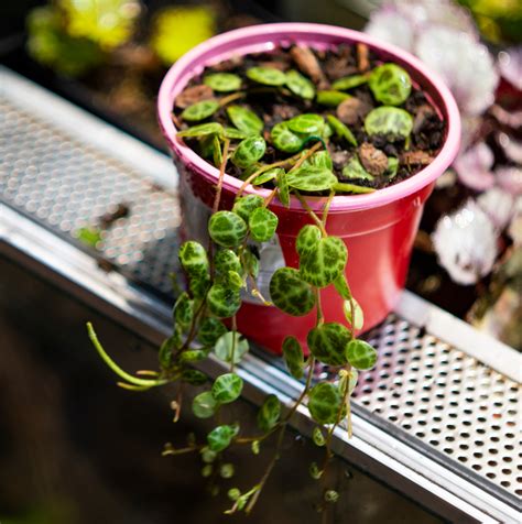 Пеперомия прострата - Peperomia prostrata
