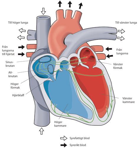 Biologi Prov 3 Cirkulation Flashcards Quizlet