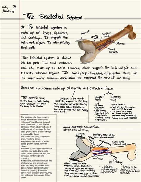 Bisc 3122 Chapter 6 Anatomy And Physiology Chapter 6 Bones Functions Of