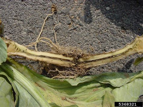 Phytophthora Root And Stem Rot Phytophthora Drechsleri