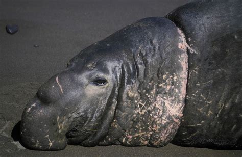 Heartbreaking Photos Show What Your Trash Does To Animals | HuffPost