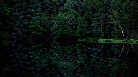 dark green tree wallpapers  victoria thomason blog