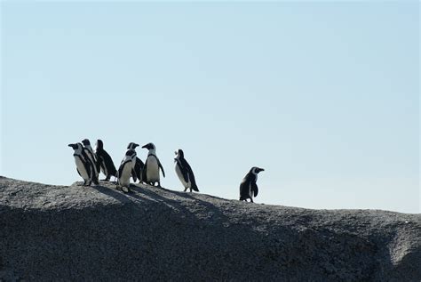 Facts about antarctica tourism? - factstraits.com