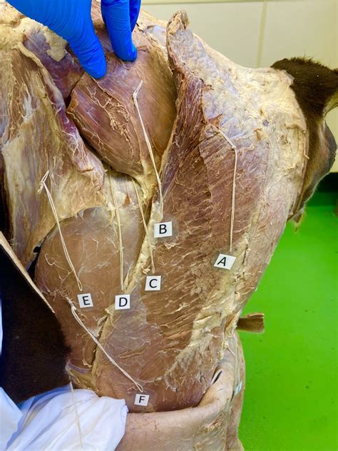 OX Hindlimb Muscle ID Diagram Quizlet